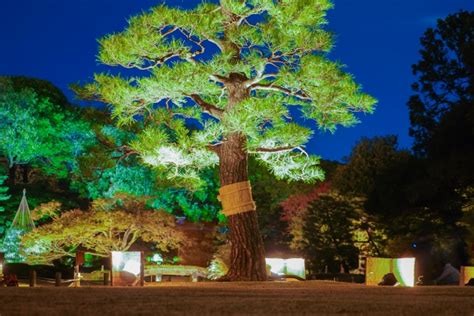 風水 樹木|風水・運気が向上するとされるシンボルツリーを紹介。